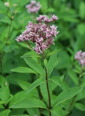 Eutrochium maculatum