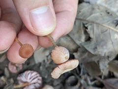 Laccaria striatula