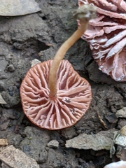 Laccaria striatula