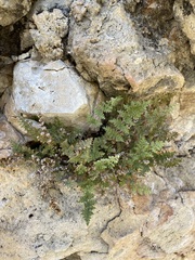 Myriopteris gracilis