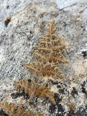 Myriopteris gracilis