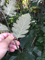 Hedlundia hybrida