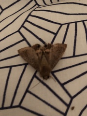 Litoprosopus futilis