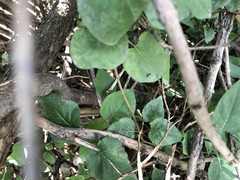 Hedlundia hybrida