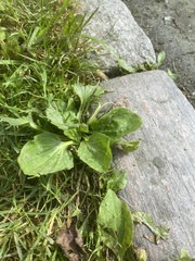 Plantago major