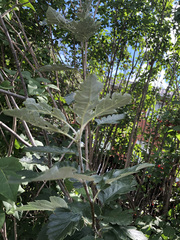 Hedlundia hybrida
