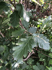 Hedlundia hybrida