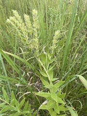Lithospermum parviflorum