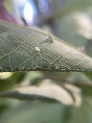 Caryomyia eumaris
