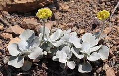Eriogonum alpinum