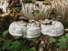 Fomes fomentarius image