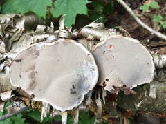Fomes fomentarius image