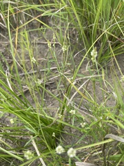 Polygala verticillata isocycla