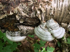 Fomes fomentarius image