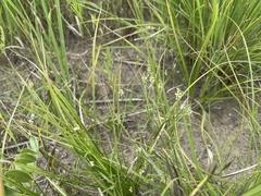 Polygala verticillata isocycla