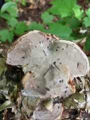 Fomes fomentarius image