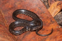 Erythrolamprus cobella