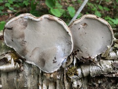 Fomes fomentarius image