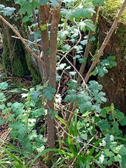 Ribes