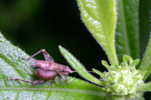 Restless Bush Cricket photo 5