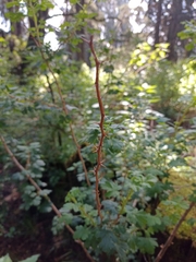 Ribes