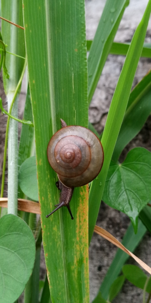 Satsuma friesiana