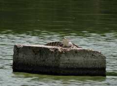 Caiman crocodilus crocodilus
