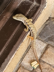 Elgaria multicarinata