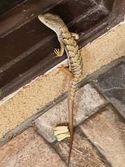 Elgaria multicarinata