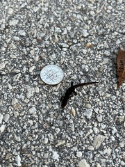 Sphaerodactylus notatus notatus