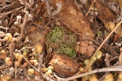 Sedum wrightii wrightii