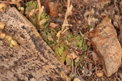Sedum wrightii wrightii