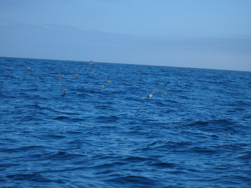 Calonectris borealis