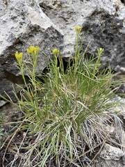 Petradoria pumila