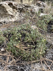 Eriogonum arcuatum