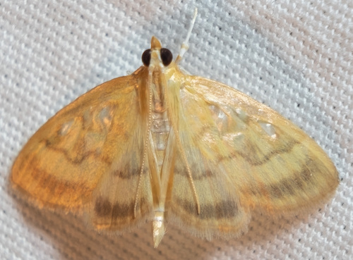 Pale-winged Crocidophora Moth photo 4