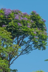 Jacaranda copaia