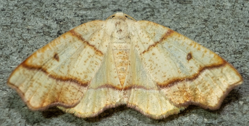 Hollow-spotted Plagodis Moth photo 3