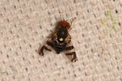 Rhagoletis cingulata