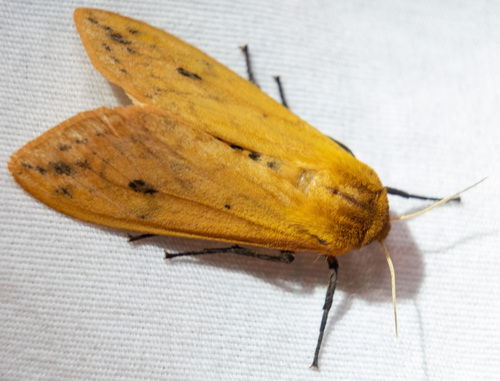 Isabella tiger moth