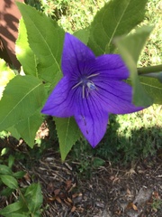 Platycodon