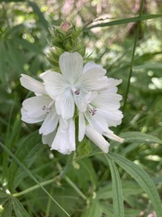 Sidalcea candida