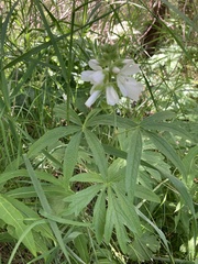 Sidalcea candida