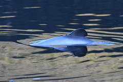 Cephalorhynchus hectori hectori