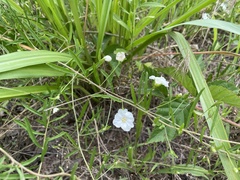 Stylisma pickeringii pattersonii
