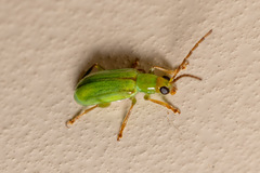 Diabrotica barberi