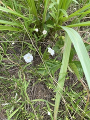 Stylisma pickeringii pattersonii