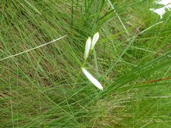 Paradisea liliastrum