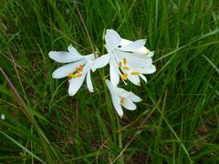 Paradisea liliastrum