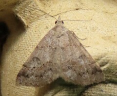 Hemeroplanis historialis